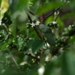 Moody image dark green leaves of coffee tree with blossoming white jasmine coffee flowers and cherry coffee beans