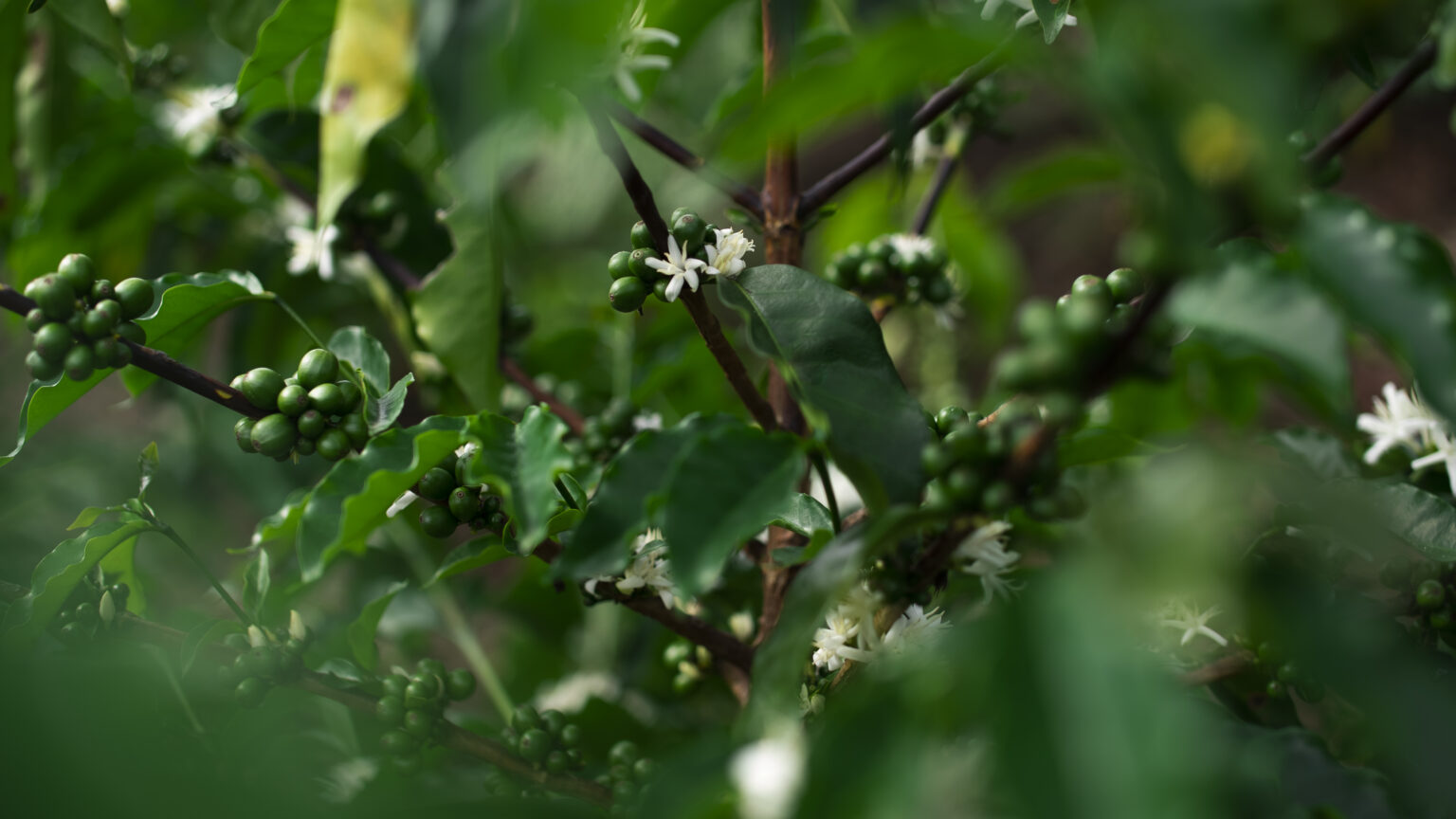 Moody image dark green leaves of coffee tree with blossoming white jasmine coffee flowers and cherry coffee beans