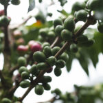 Ecuador - La Victoria - Green Beans