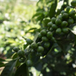 Coffee beans ripening on coffee arabica tree