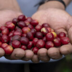 Coffee farmer presenting red and purple coffee cherries freshly harvested and picked