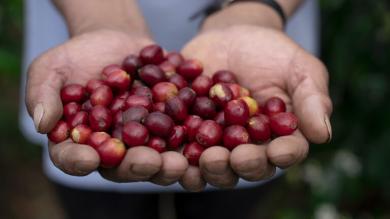 Coffee farmer presenting red and purple coffee cherries freshly harvested and picked