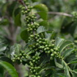 Green arabica coffee beans growing on a tree in the coffee belt in Ecuador