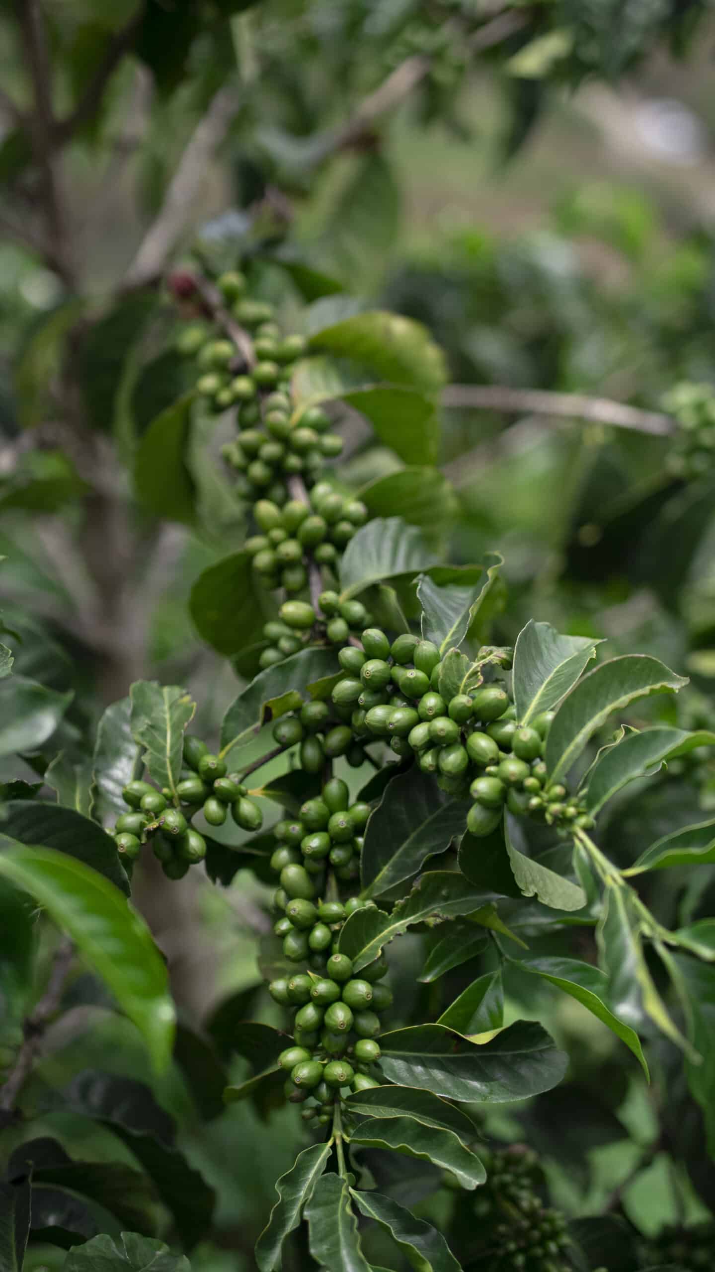 Green arabica coffee beans growing on a tree in the coffee belt in Ecuador