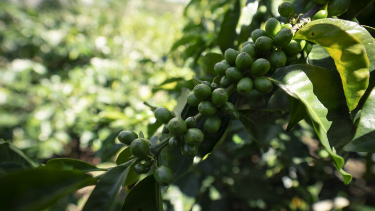 Coffee beans ripening on coffee arabica tree