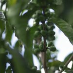 Specialty arabica green coffee cherries growing on tree in Ecuador