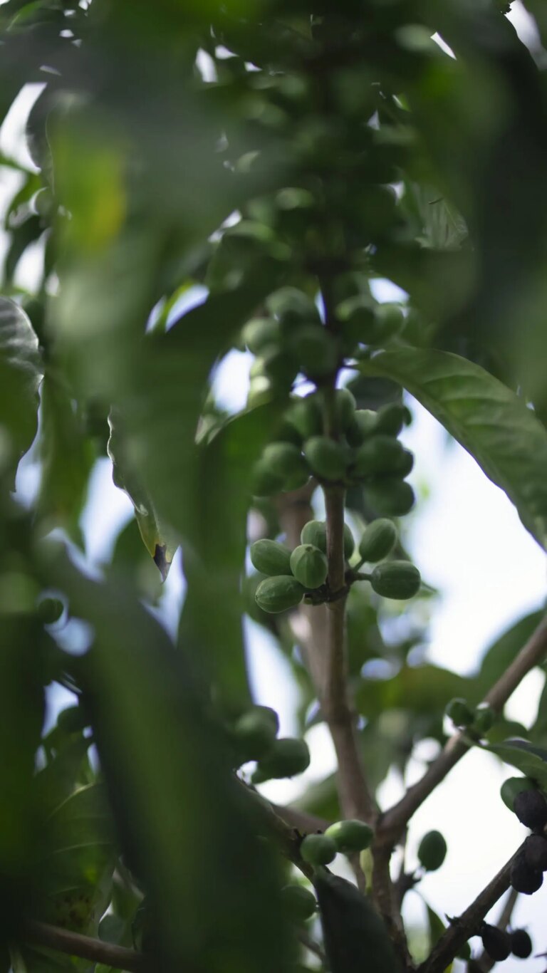 Specialty arabica green coffee cherries growing on tree in Ecuador