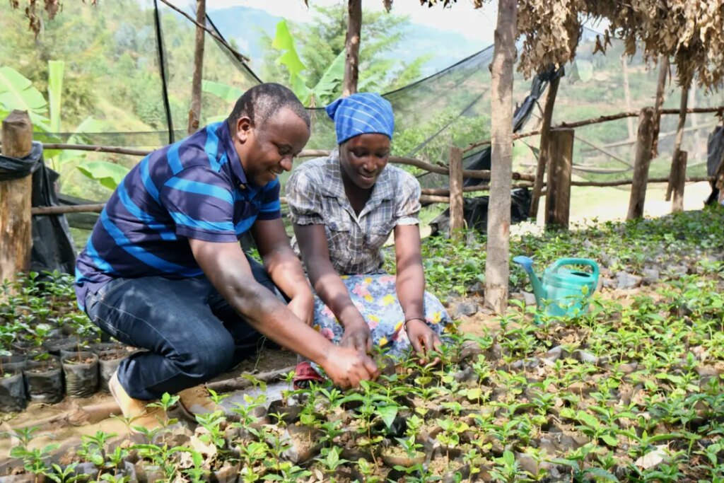 Rwanda coffee producer Bernard Uwitije with female worker cultivating baby coffee seedlings