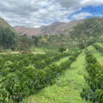 Landscape of planted coffee trees at Santa Gertrudis Ecuador