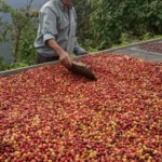 Cofee producer Luis Narvaez with harvested cherries at La Fortuna Ecuador