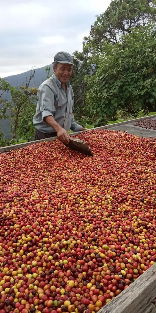 Cofee producer Luis Narvaez with harvested cherries at La Fortuna Ecuador