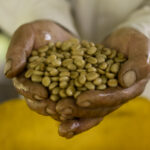 Love hands presenting semi washed specialty arabica green coffee beans in Ecuador