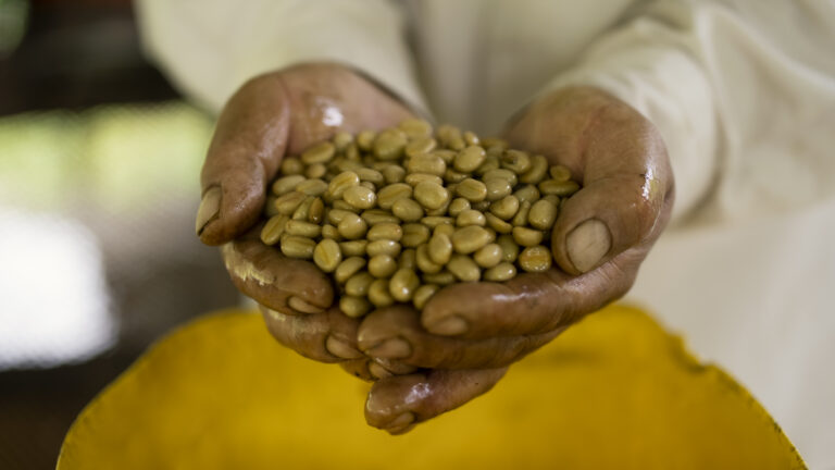 Love hands presenting semi washed specialty arabica green coffee beans in Ecuador