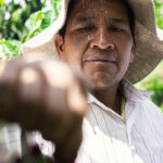 Coffee producer Manuel harvesting specialty arabica cherries at coffee farm La Finquita Ecuador