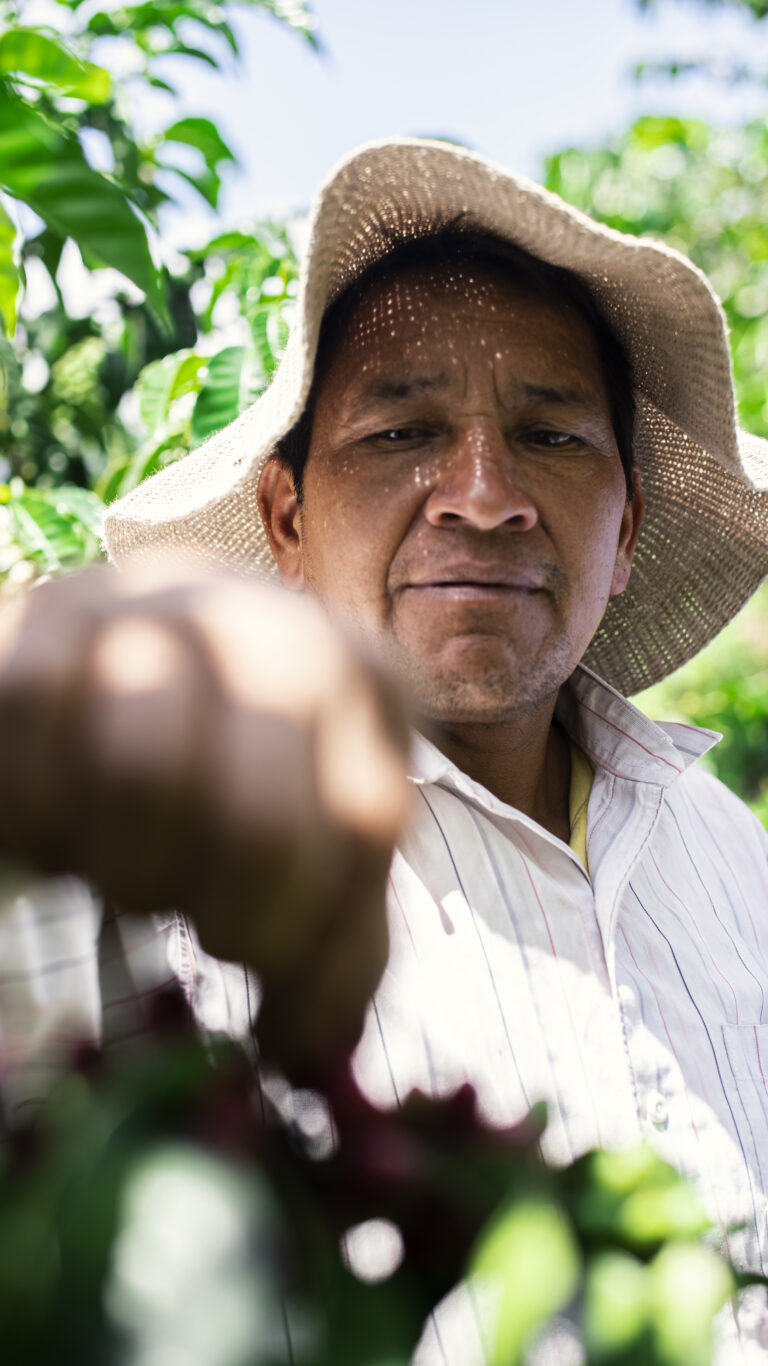 Coffee producer Manuel harvesting specialty arabica cherries at coffee farm La Finquita Ecuador