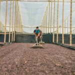 Coffee farmers raking land for growing specialty coffee at El Puente Colombia