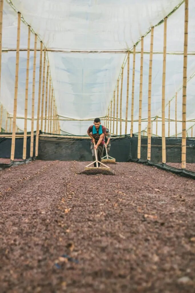 Coffee farmers raking land for growing specialty coffee at El Puente Colombia
