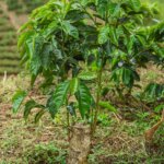 Young coffee tree growing in specialty arabica coffee farm Colombia