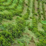 Rows of coffee growing at Monte Blanco