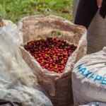 Harvested ripe coffee cherries collected in hessian sacks ready for sorting