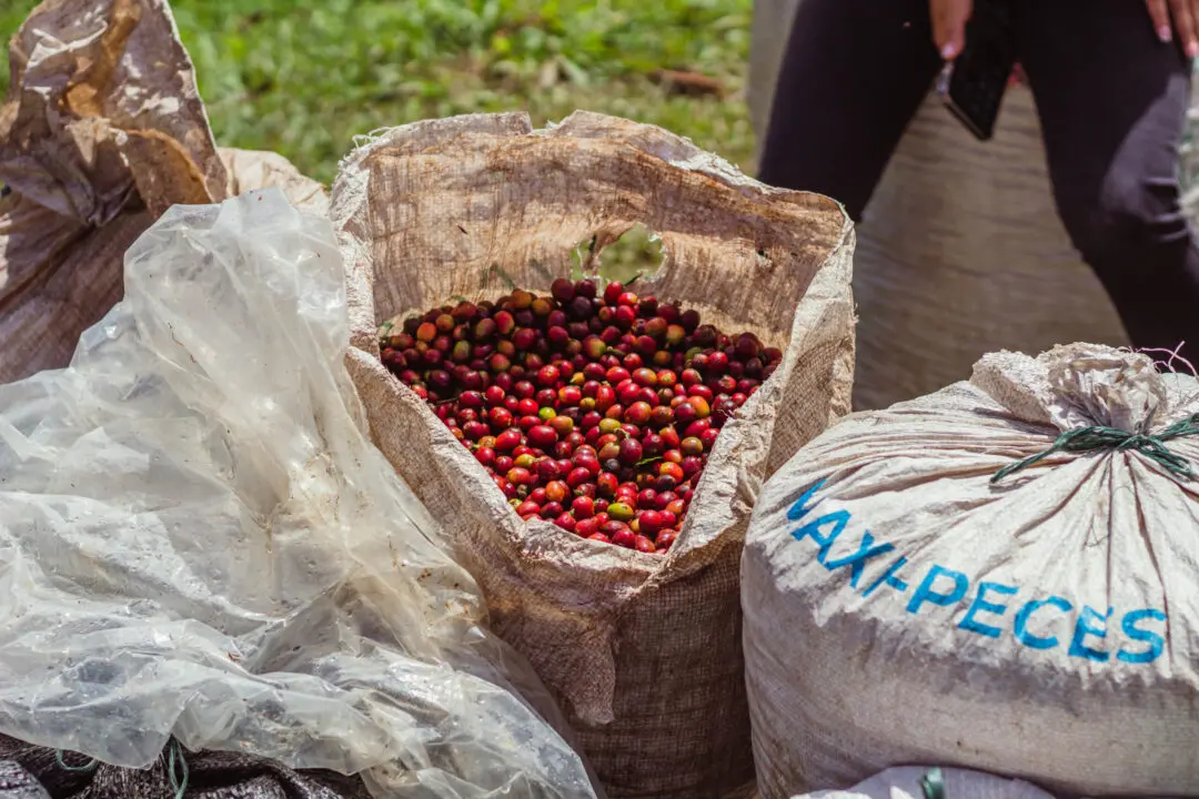 Harvested ripe coffee cherries collected in hessian sacks ready for sorting
