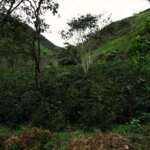 Ecuador - La Victoria Plantacion