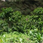 Green coffee trees growing on mountainside in Ecuador