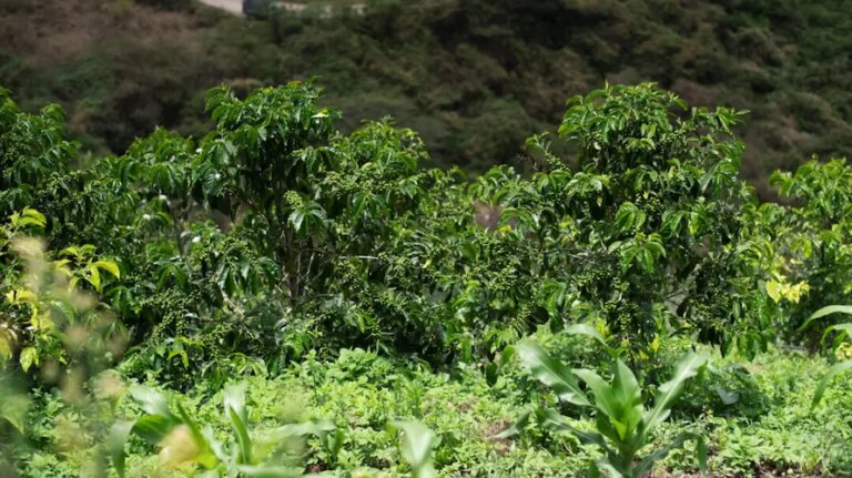 Green coffee trees growing on mountainside in Ecuador