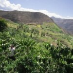 Landscape view of coffee farm on mountainside in Ecuador La Finquita