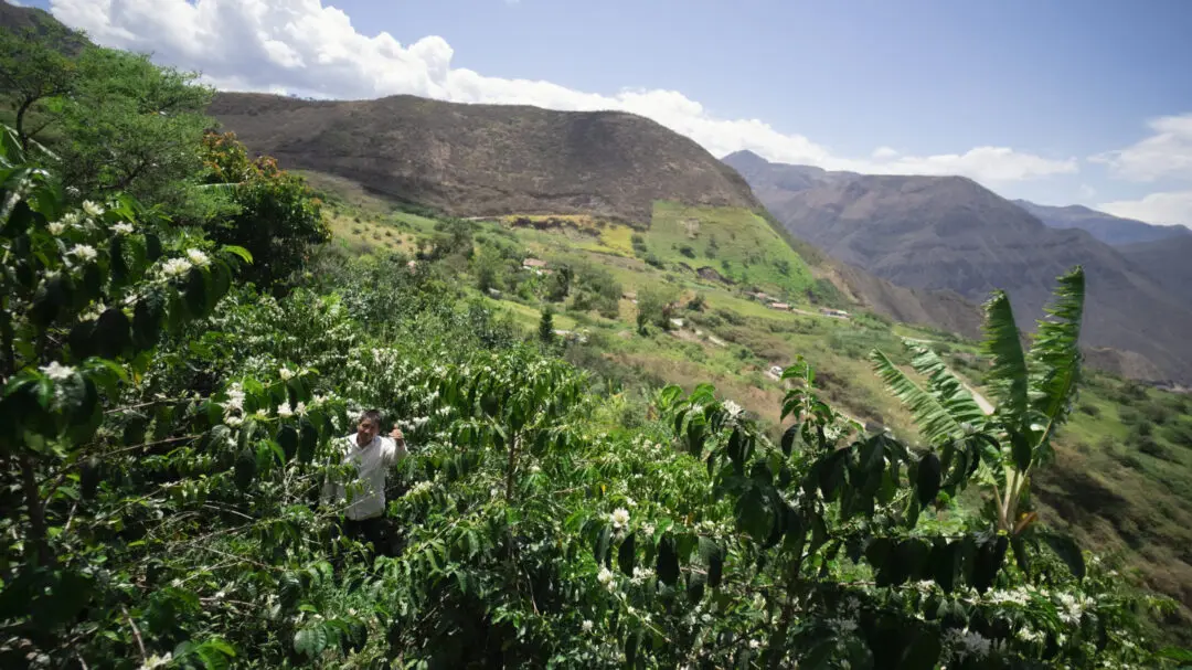 Landscape view of coffee farm on mountainside in Ecuador La Finquita