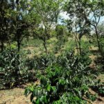 Lone green coffee tree growing in the forest under sun in Ecuador