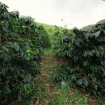 Dark green coffee bushes growing at a coffee farm in Ecuador