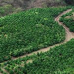 Aerial view of coffee trees in rows at specialty coffee farm with driveway running through iconic image