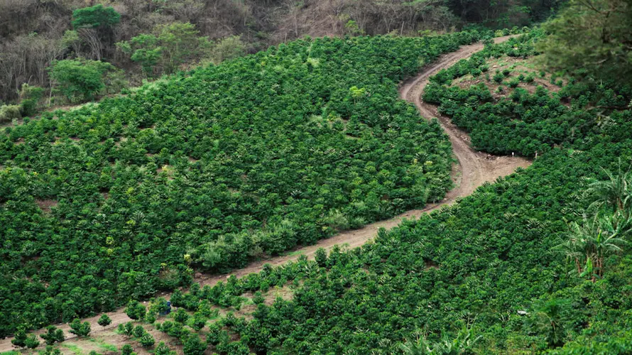 Aerial view of coffee trees in rows at specialty coffee farm with driveway running through iconic image