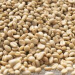 Washed processed coffee beans clean and finished processing for specialty coffee with clean cup profile from Ecuador