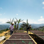 Clear blue sky on top of mountain drying natural processed coffee on raised beds with coffee farmer