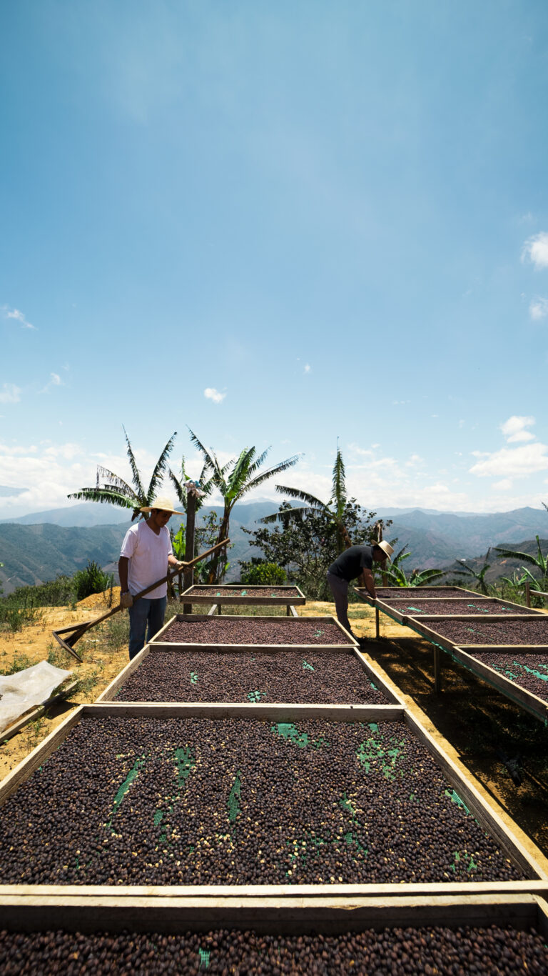 Clear blue sky on top of mountain drying natural processed coffee on raised beds with coffee farmer