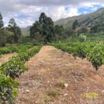 Rows of planted coffee trees at Santa Gertrudis in Ecuador