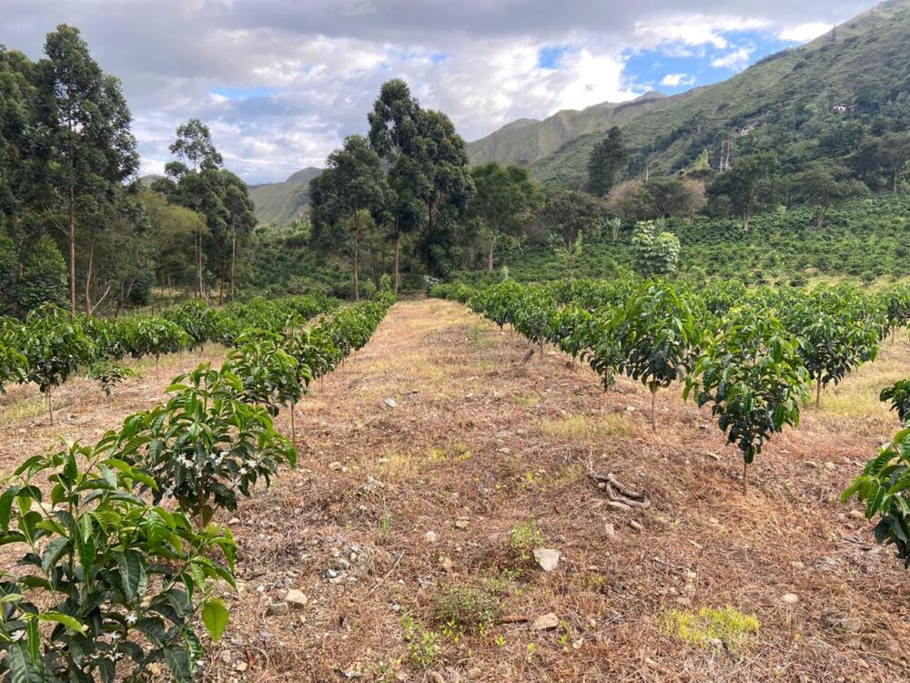 Rows of planted coffee trees at Santa Gertrudis in Ecuador
