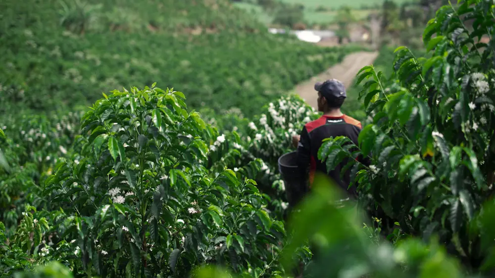 Coffee farmer walking through rows of arabica coffee shrubs in Ecuador