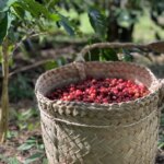 Full basket of harvested cherries in basket in Ermera Timor-Leste