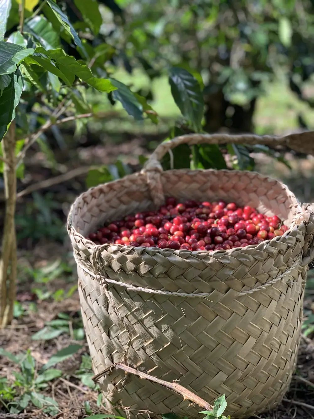 Full basket of harvested cherries in basket in Ermera Timor-Leste