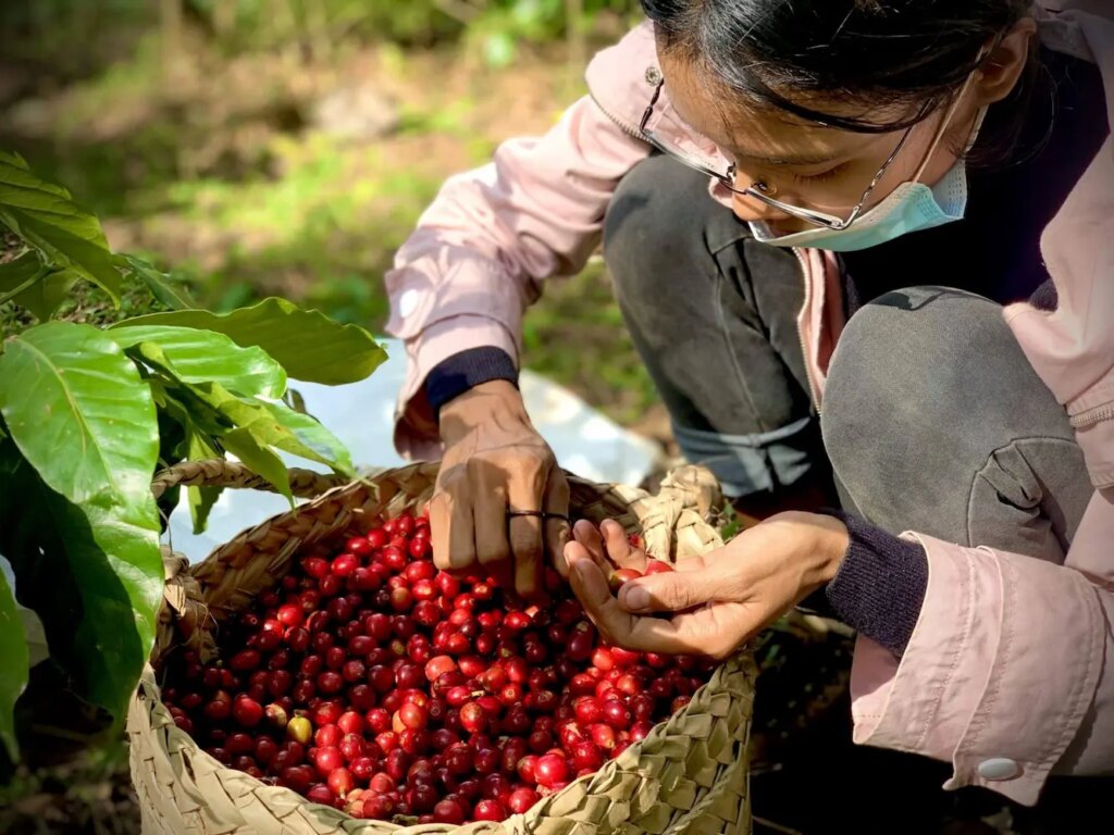 Kape Diem's Miledis Lopes inspecting harvested ripe coffee cherries in basket in Ermera Timor-Leste