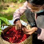 Kape Diem's Miledis Lopes inspecting harvested ripe coffee cherries in basket in Ermera Timor-Leste