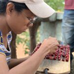 Orijem Timor Miledis Lopes examining cherries for quality control at the Ermera processing mill Timor-Leste