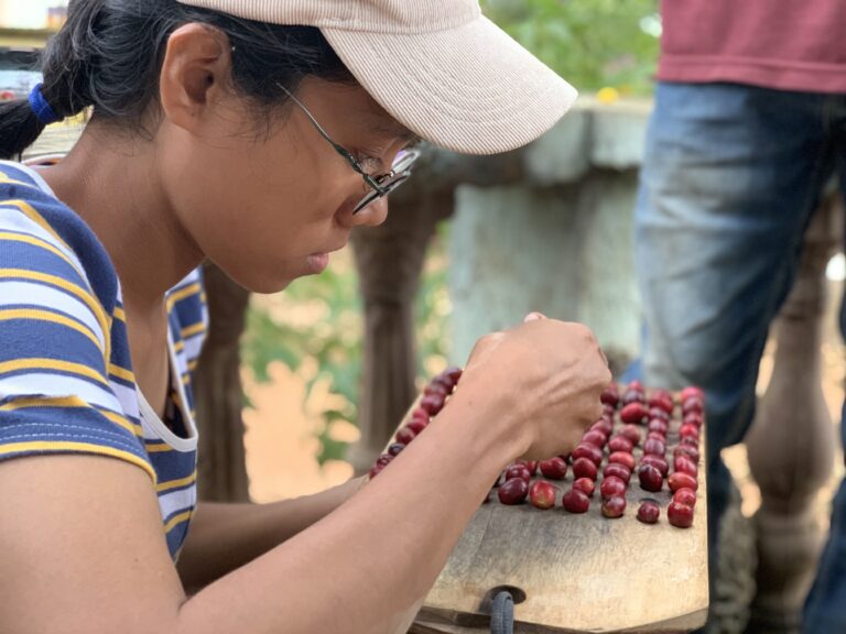 Orijem Timor Miledis Lopes examining cherries for quality control at the Ermera processing mill Timor-Leste