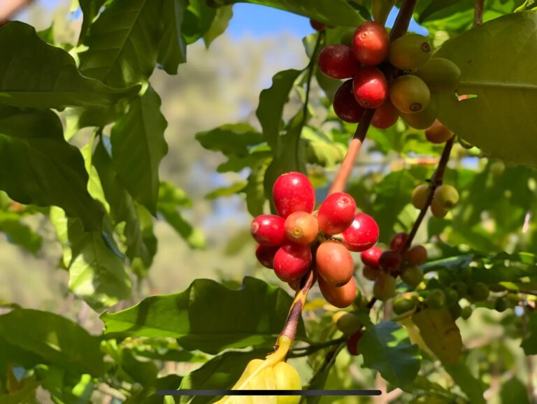 Ripe coffee cherries on a tree in Timor-Leste
