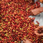 Harvested coffee cherries in Timor-Leste