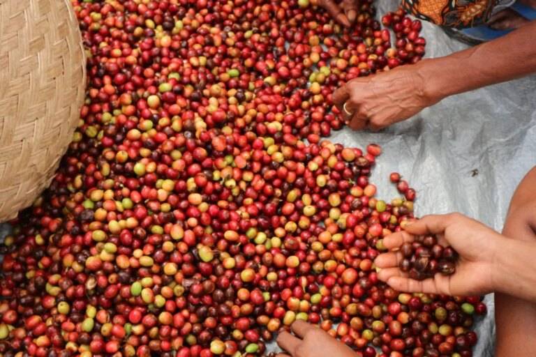 Harvested coffee cherries in Timor-Leste