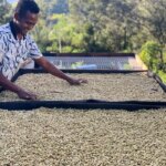Kape Diem worker spreading washed green coffee beans on drying beds in Timor-Leste